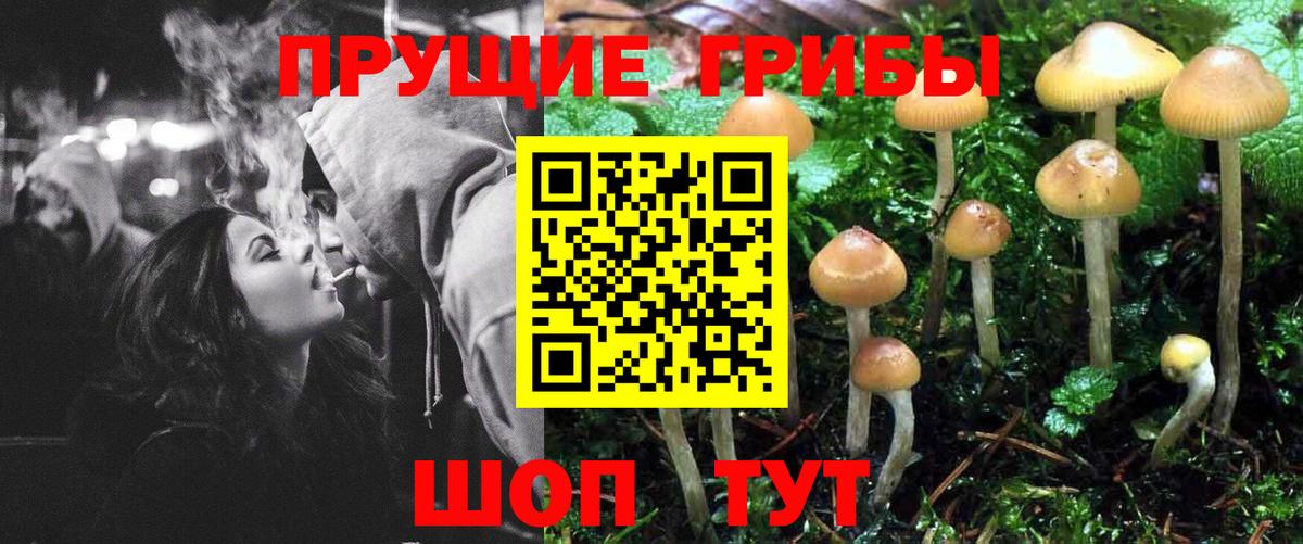 Менделеевск  Галлюциногенные грибы Psilocybe  Вход с VPN 